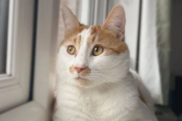 ai-generated-1770105953