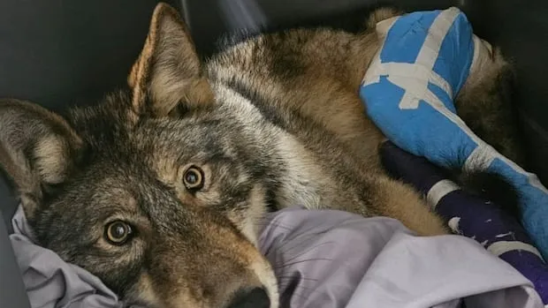 ai-generated-1770483778