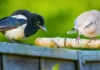 Deter Magpies and Pigeons from Bird Feeders with One Morning Task
