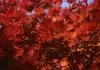 Prune Japanese Maples Now: Key Winter Task for Vibrant Spring Growth