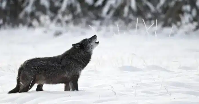 ai-generated-1772173269