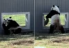 Young Pandas Flirt Through Window at DC Zoo in Breeding Milestone