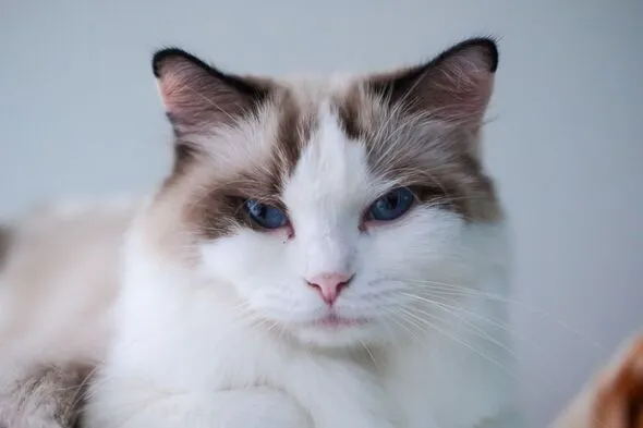Cats Remember Rehomed Owners for Life, Heartbreaking Video Reveals