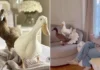 Celebrities Embrace Pet Ducks as Must-Have Luxury Pets