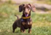 Dachshund’s Joyful Leap at ‘Go’ Word Melts Hearts Online