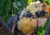 Rare Orange Red-Tailed Black Cockatoo Wows Southern WA Birdwatchers