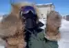 Reporting in -30C: Canada’s Arctic Military Patrol