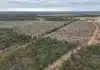 Federal Probe Clears Queensland Mine of Illegal Land Clearing