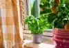 Pinch Basil Weekly: 10-Second Trick for Bigger, Tastier Leaves