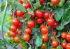 Boost Tomato Harvest: Simple Trick for Bigger, Juicier Fruit