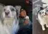 Viral Dog Abducted, Allegedly Served in Chinese Restaurant