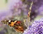 Painted Lady Butterfly Migration Delights Observers Painted Lady Butterfly Migration Delights Observers