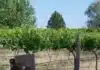South Australia’s $28 Million Farm Fund Unused for a Decade
