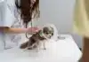 Vet Reveals 3 Dog Breeds Most Prone to Biting