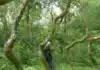 Artist’s Ash Dome Faces Fungal Doom, Oak Successors Emerge