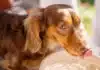 Vet Reveals 5 Dog Breeds to Rethink Due to Health Risks