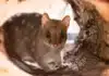 Quolls Get Bird Flu ‘Insurance Policy’ in Canberra Sanctuary