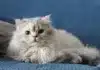 Cat Heatstroke Danger: Breeds Most at Risk During UK Heatwave