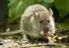 Garden Item Attracts Rodents, Leading to Home Invasion