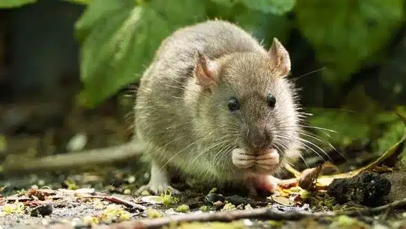 Garden Item Attracts Rodents, Leading to Home Invasion