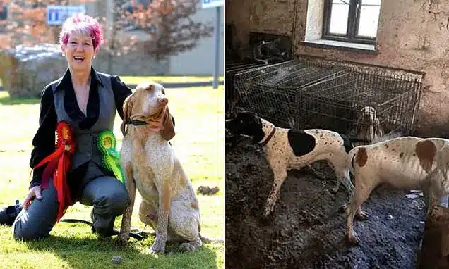 Crufts Winner Banned From Owning Dogs After 77 Pets Found Starving