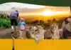 Port Lympne Safari Park Offers Affordable Family Day Out