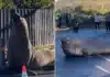 Neil the Seal’s Return Causes Disruption in Tasmania