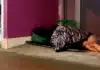 Exhibition Highlights Plight of Homeless Australian Women