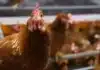 New Bird Flu Advice for Egg Producers Amid Ongoing Testing