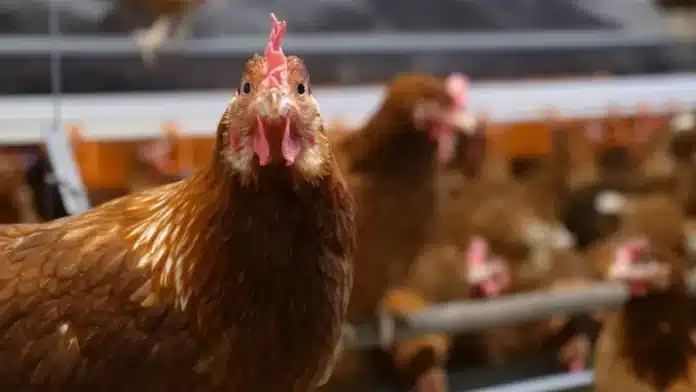 New Bird Flu Advice for Egg Producers Amid Ongoing Testing New Bird Flu Advice for Egg Producers Amid Ongoing Testing