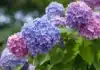 Encourage a Second Hydrangea Bloom with This Simple July Task
