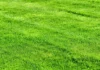 Unlock Greener Lawns: The Crucial 10 AM Watering Rule for July