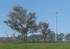 Mandatory Mobile Roaming: Australia Urged to Improve Coverage