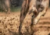 SA Greyhound Racing Meets Deadline Amid Animal Welfare Scrutiny