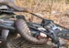 Cyclist Unharmed After Snake Bite on World Snake Day