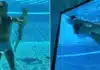 Ronaldo and Rodriguez Share Playful Moments After World Cup