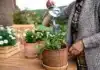 Container Plant Watering Mistake: The 30-Second Fix