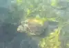 Rare Turtle Attacks Injure Three on Croatian Coast