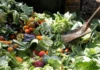 Canberra’s FOGO Waste Collection Scheme Delayed Again