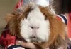 Guinea Pig Channels Erling Haaland at Ecuador Festival