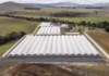 JCLM Farming Expands Tasmanian Strawberry Operations