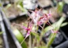 Rare Orchid Reintroduction Effort Underway in Secret Victorian Location