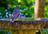 Effortless Birdbath Cleaning with a Common Household Item