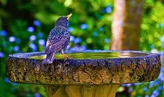 Effortless Birdbath Cleaning with a Common Household Item