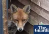 Fox Attack on Hens: A Farmer’s Tale of Survival