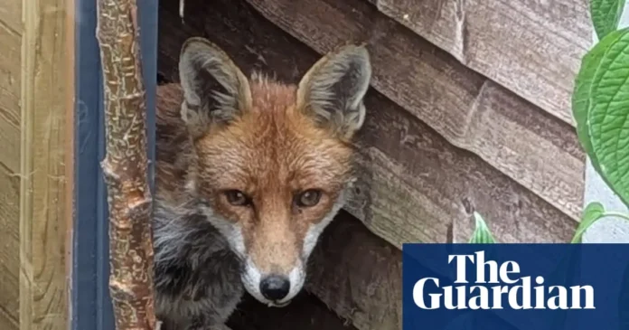 Fox Attack on Hens: A Farmer’s Tale of Survival