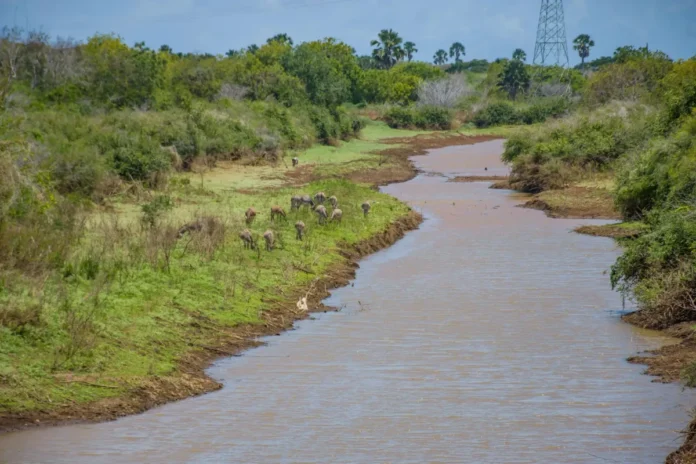 Hippo Attack Claims Toddler’s Life, Leaves Student Missing in Kenya Hippo Attack Claims Toddler’s Life, Leaves Student Missing in Kenya
