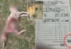 Farmer Bills Victorian Government $40,000 After Sheep Losses