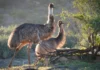 Emus Spotted Swimming in Western Australia’s Murchison River