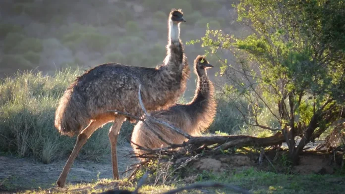 Emus Spotted Swimming in Western Australia’s Murchison River